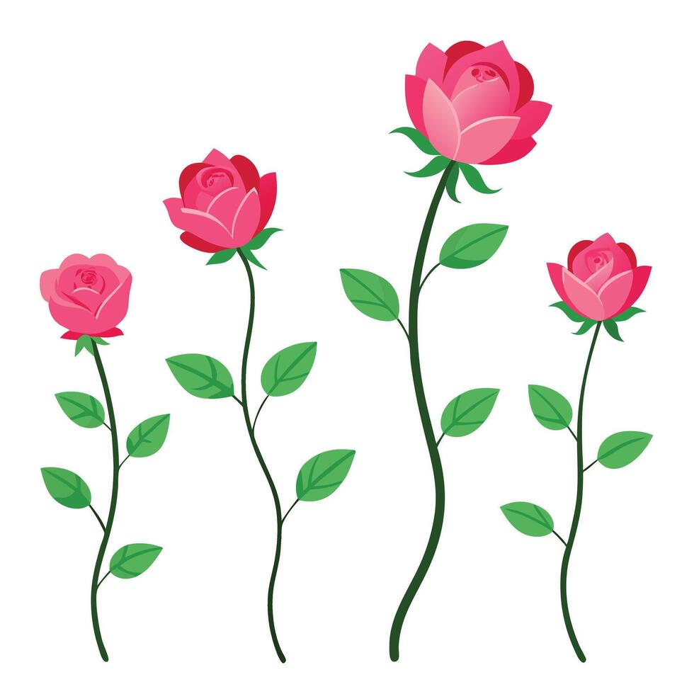 Four pink roses with leaves on a white background vector