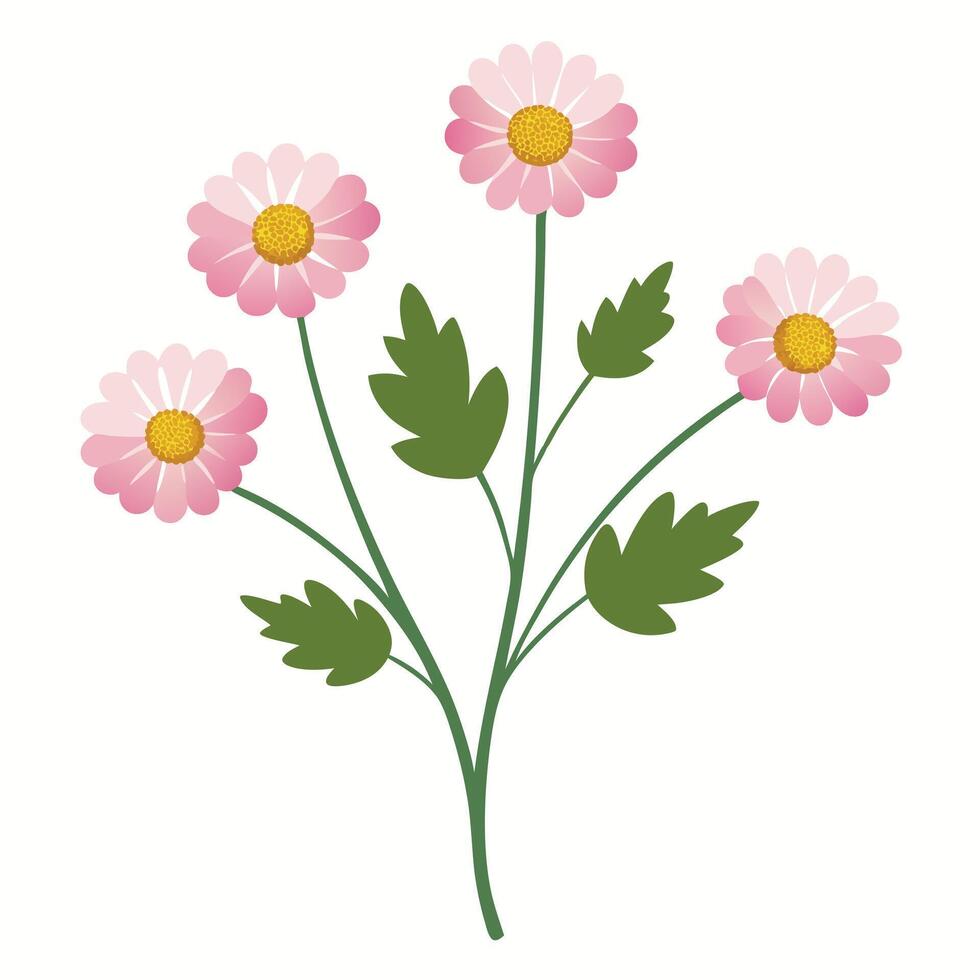 Pink daisy flowers on a white background vector