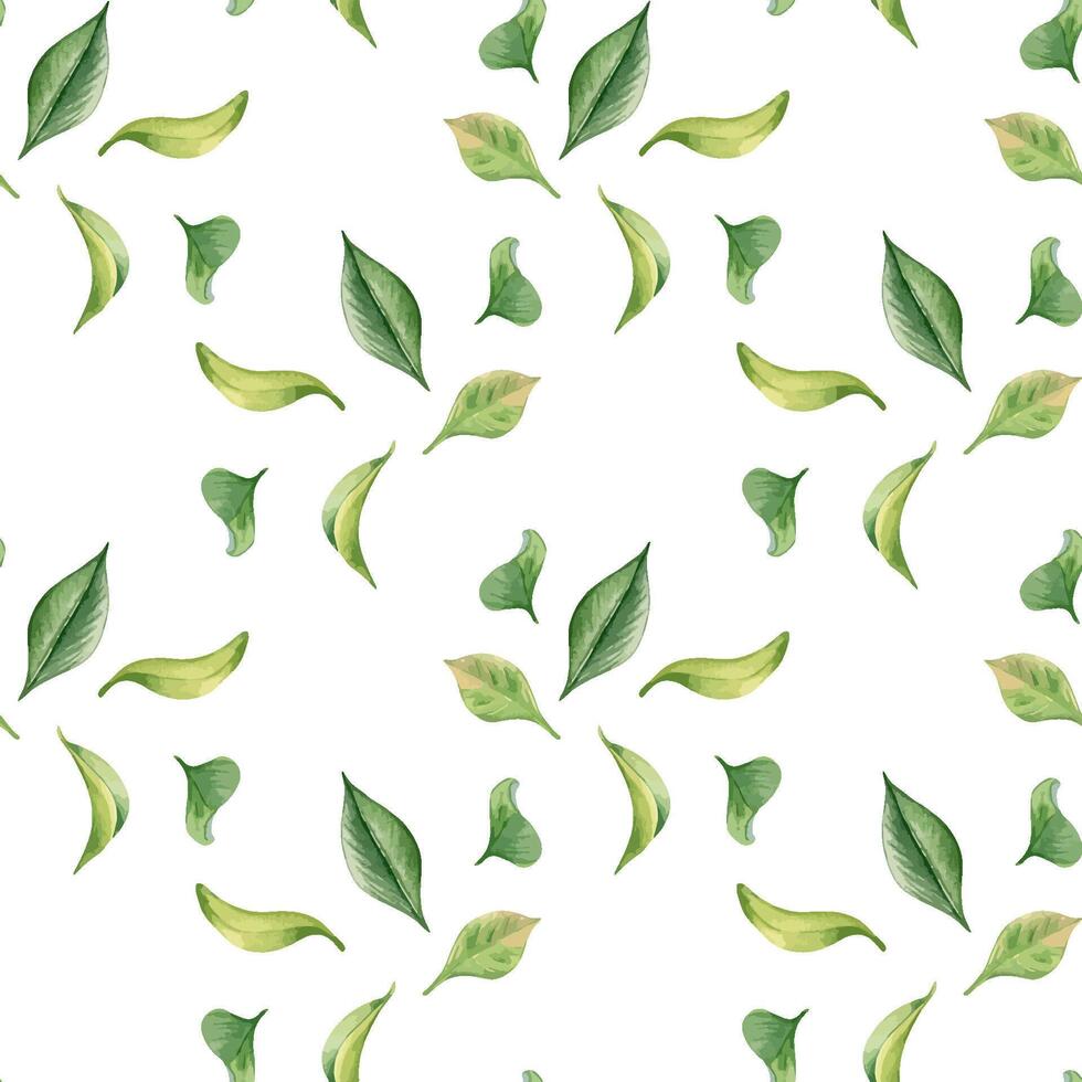 Green leaves watercolor seamless pattern isolated on white. Tea leaf botanical art hand drawn by pattern background. Textured foliage print painted. Greenery petals design endless wallpaper, textile vector