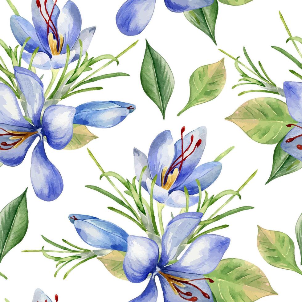Saffron flowers watercolor in seamless pattern isolated on white. Crocus sativus on repeated botany background hand drawn. Spring blue plants leaves petals painted for design textile, floral package vector