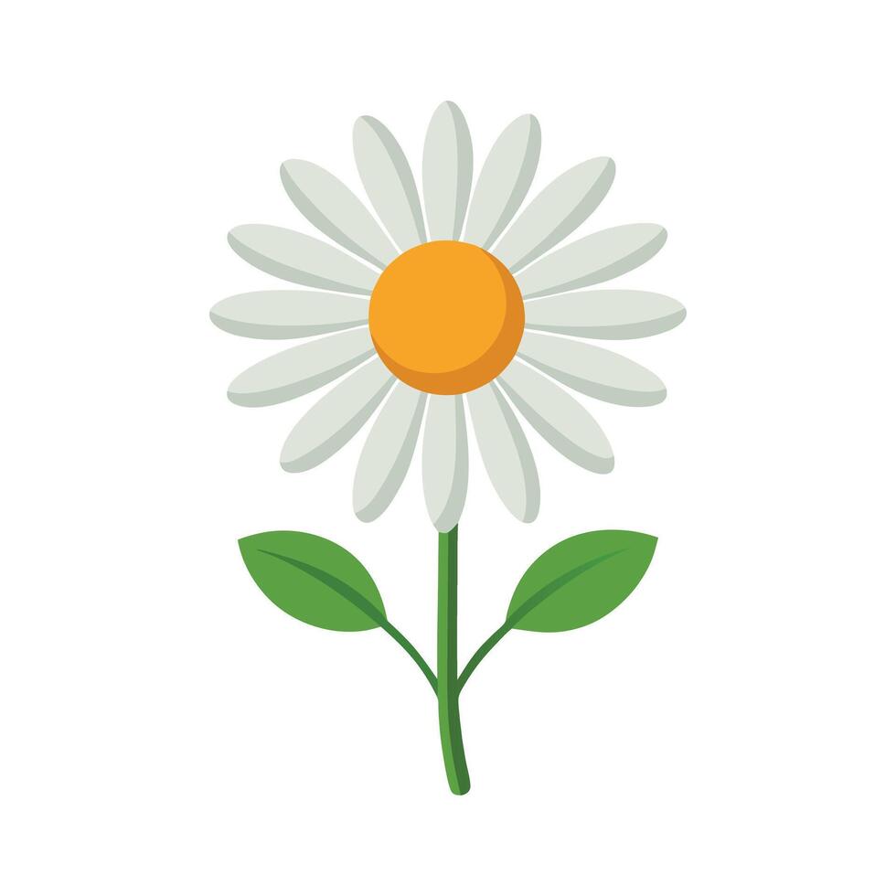 A daisy with yellow center on a white background vector