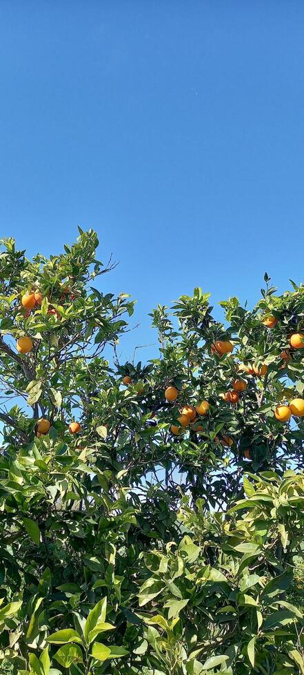 thomson orange tree photo