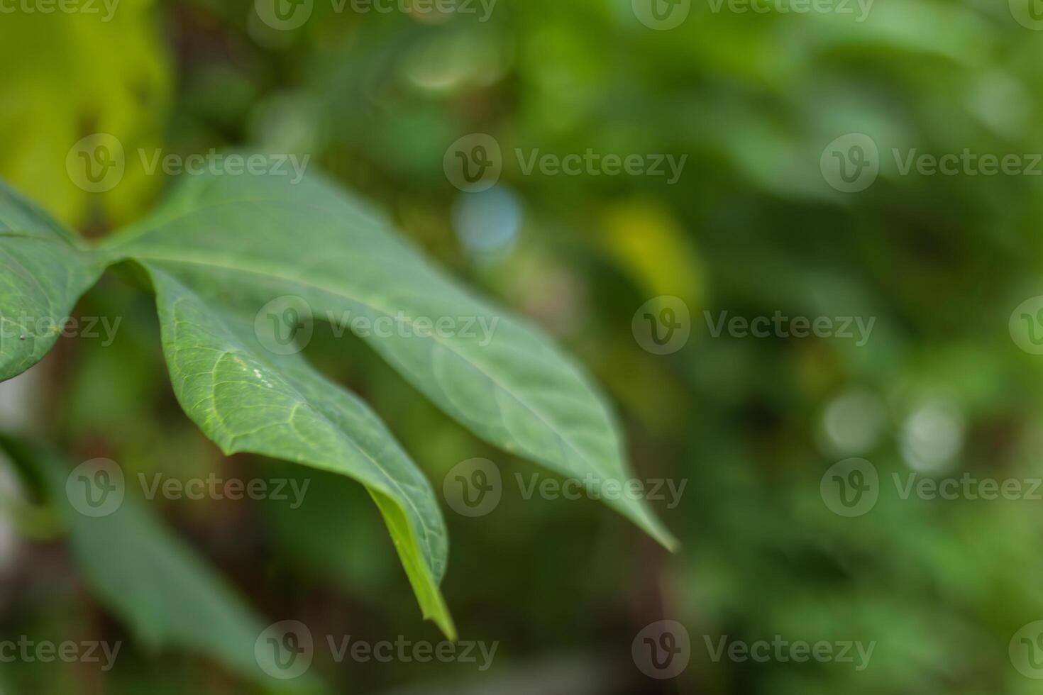 Close-Up of a Green Leaf with Soft Blurred Background photo