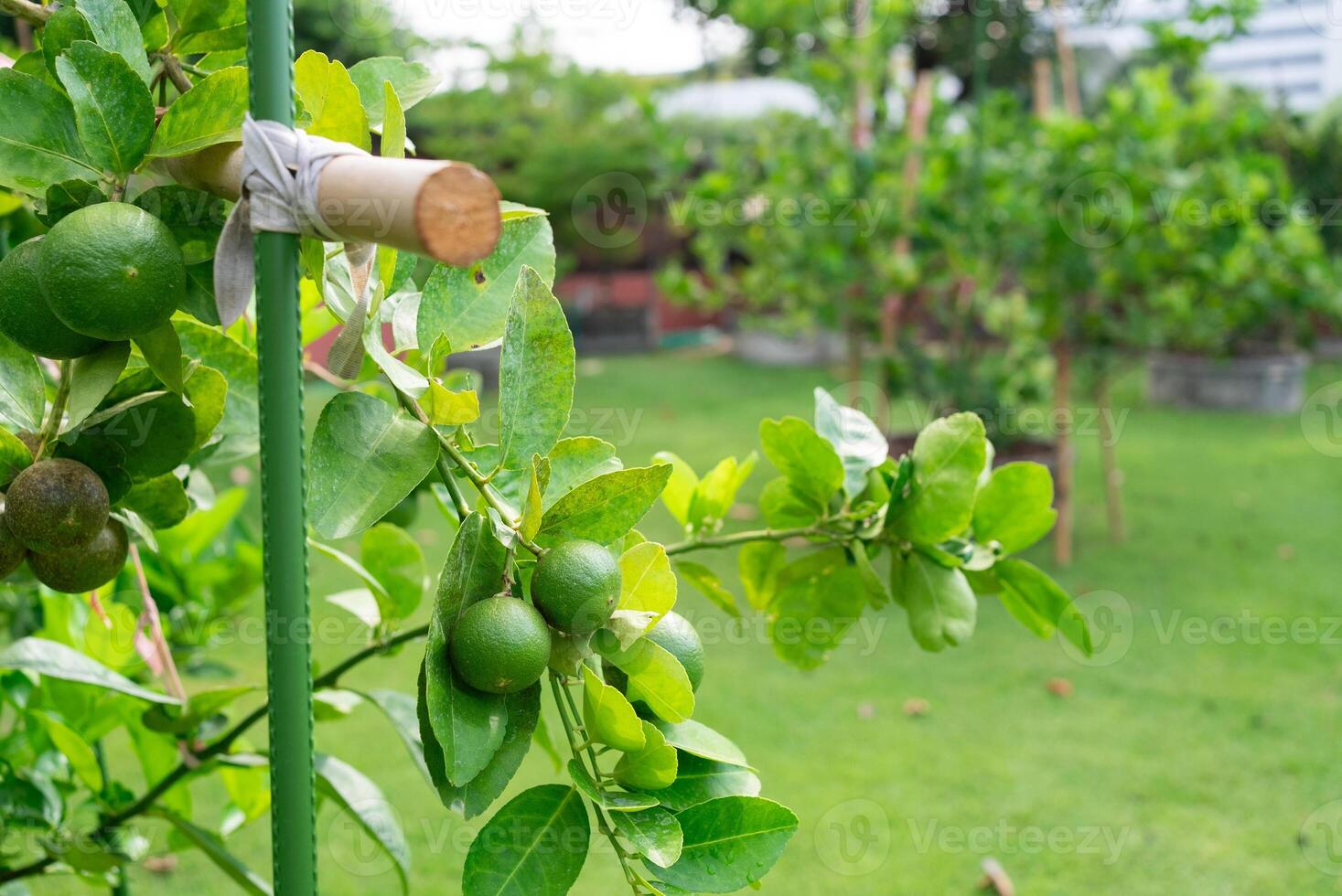 Fresh Lime Fruits on the Trees in Orchard photo