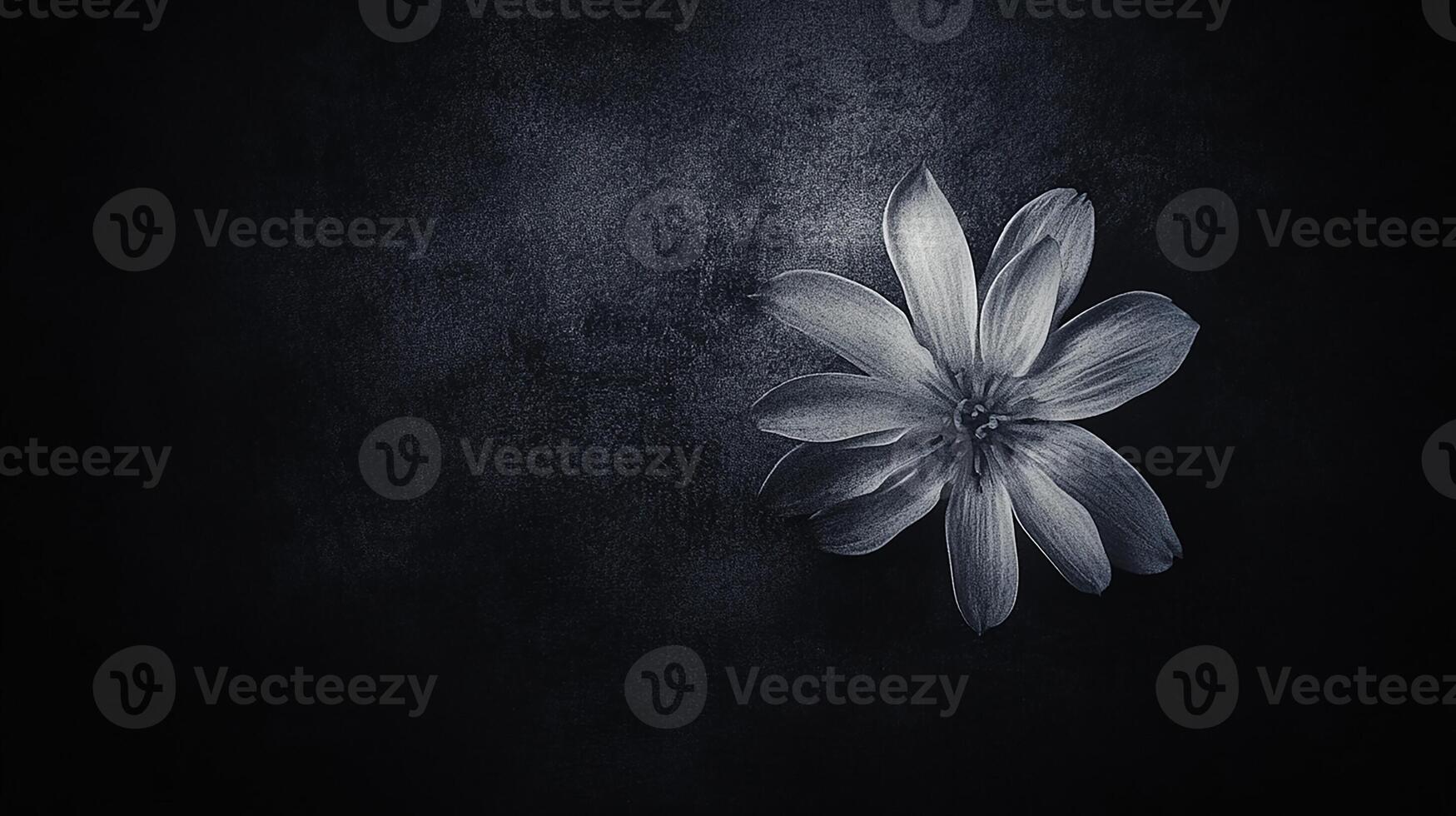 Black and White Flower on Dark Background photo