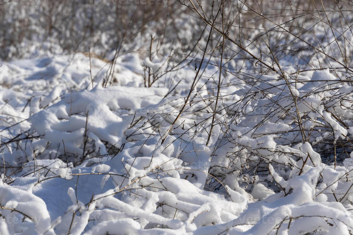 Dry Grass field on a hill covered in snow . Sunlight in winter background. Winter season landscape. photo