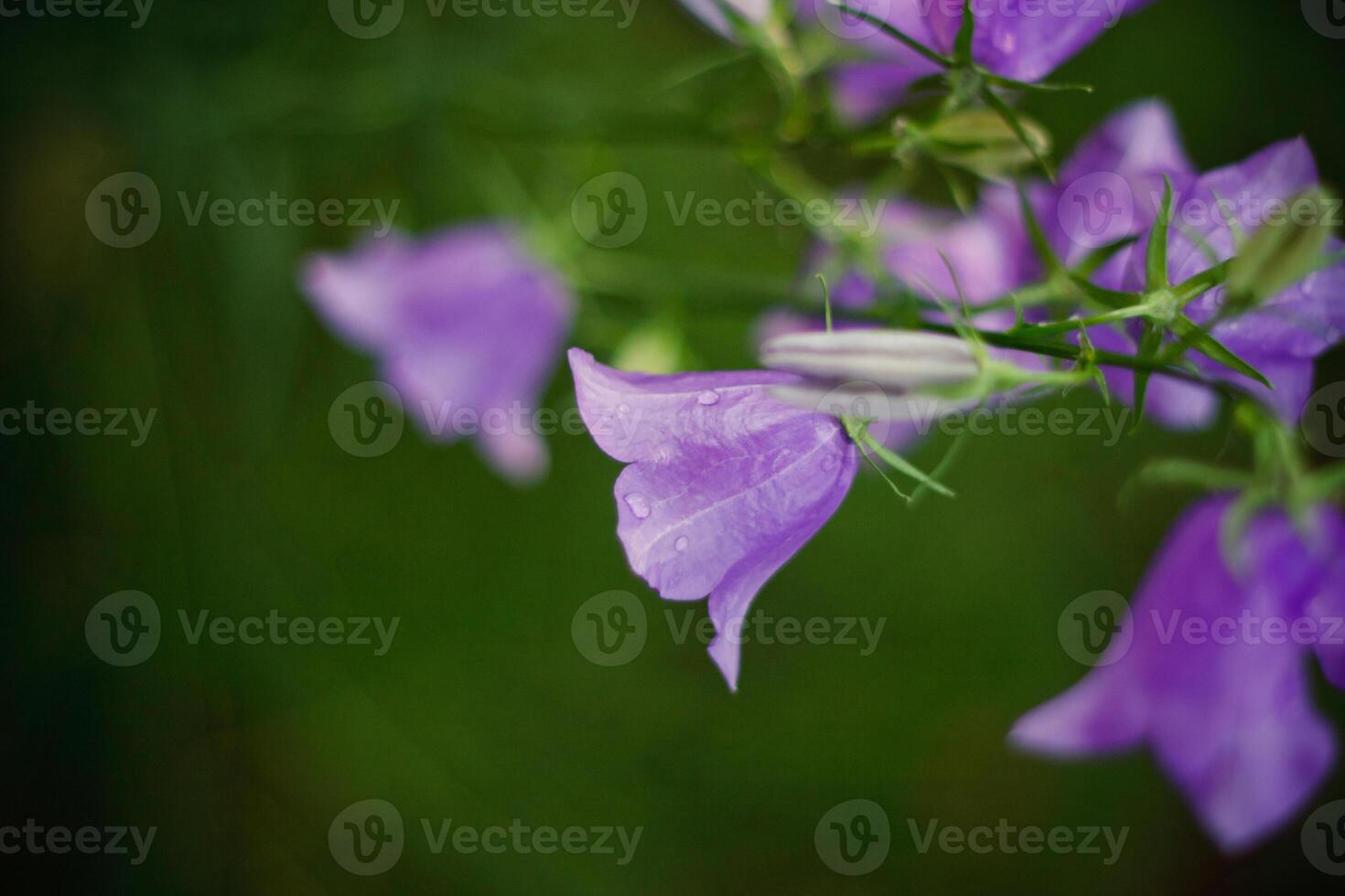 A close up of some purple flowers photo