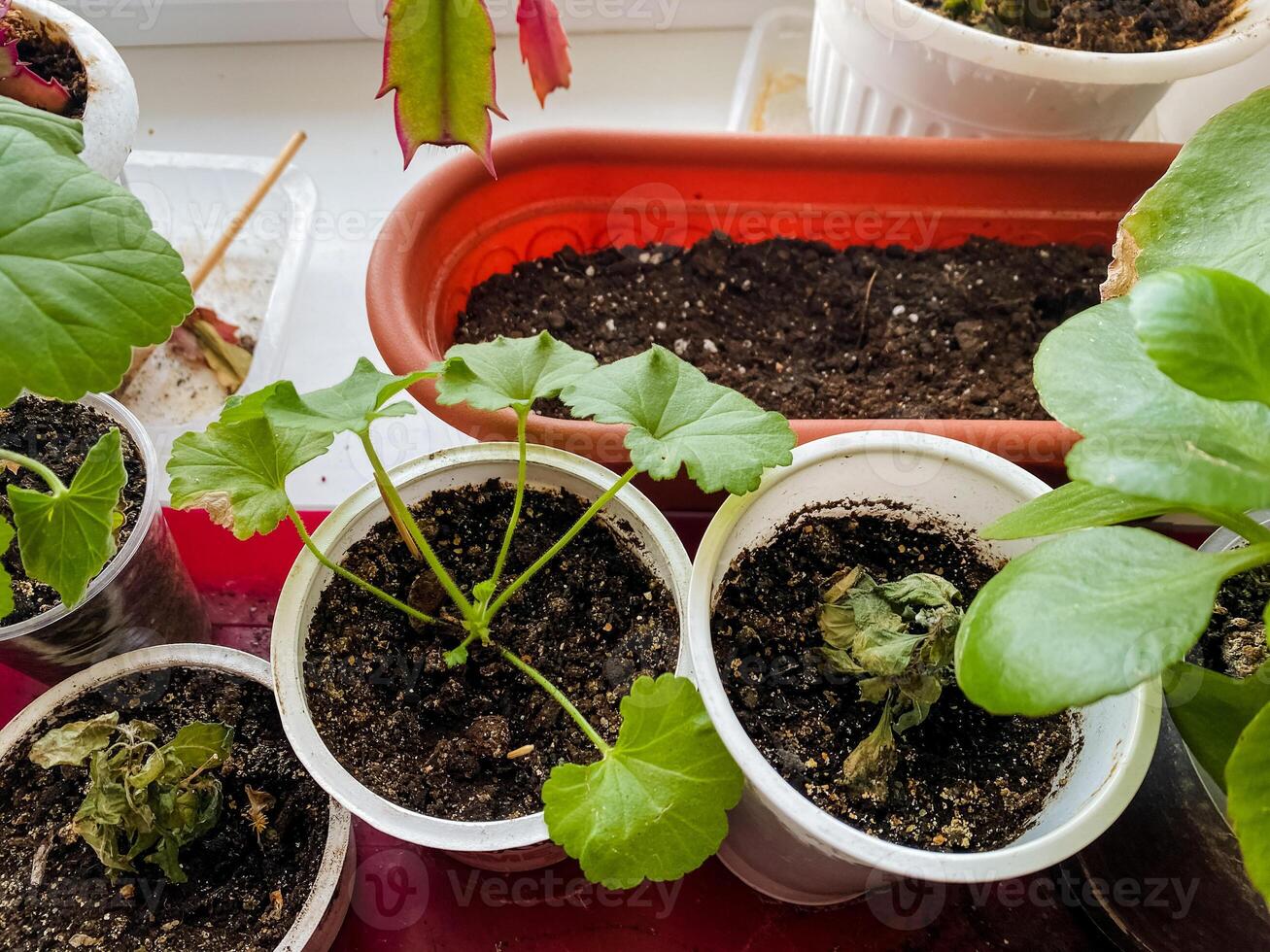A lovely assortment of colorful potted plants is happily residing on a bright and sunny window sill, basking in the warm sunlight and adding extraordinary beauty to the indoor environment photo