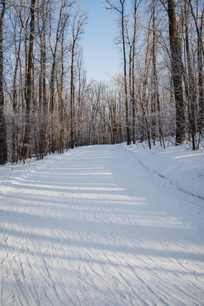 A tranquil snowy road surrounded by tall trees in the heart of a beautiful forest, where the winter chill blankets the ground and covers the branches with a delicate layer of frost photo