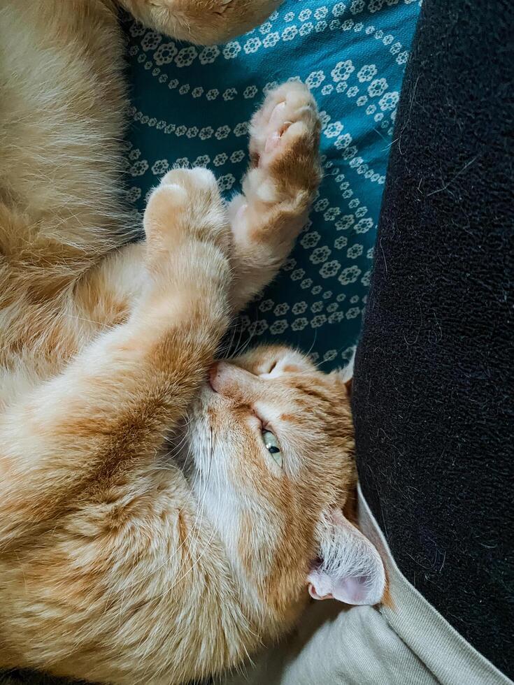 A fluffy, soft cat is comfortably laying on its back on a persons lap, thoroughly enjoying the warmth and affection from its owner while relaxing in a cozy and serene environment nearby photo