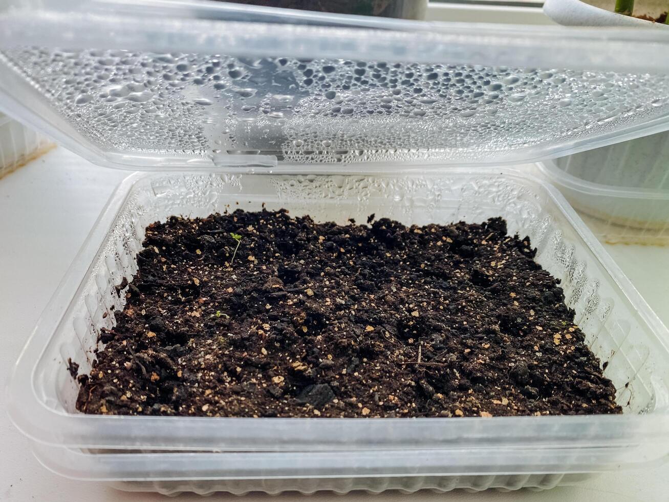 The process of Seed Germination can effectively take place in a Plastic Container equipped with a Humidity Lid, making it useful for optimizing plant growth indoors photo