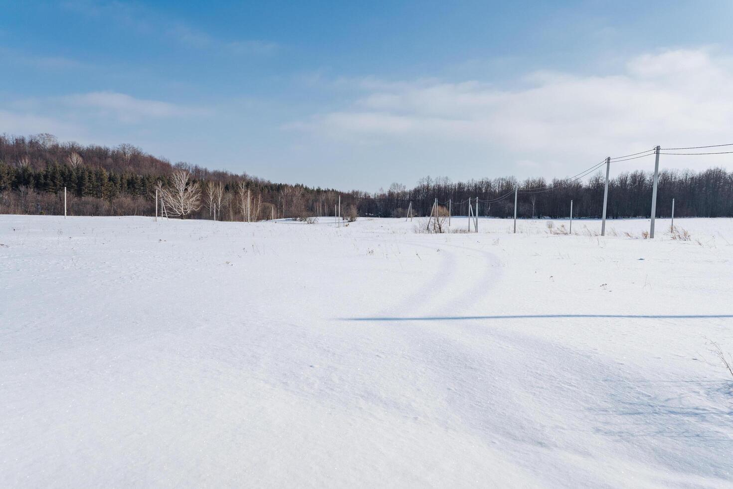 Set against a picturesque snowy field, trees stand tall and majestic in the background, captured beautifully on a bright, sunny winter day with clear blue skies stretching above photo