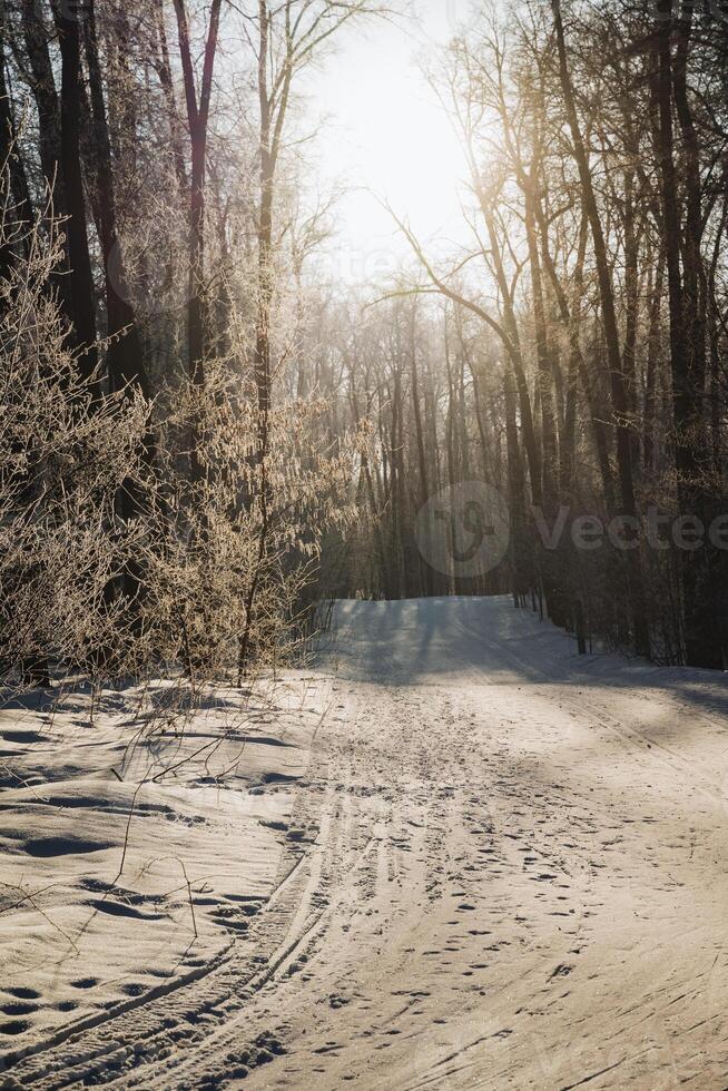 A Serene Winter Landscape featuring Sunlight Streamingly Radiating Through Beautiful Frosted Trees, along a Peaceful SnowCovered Trail, perfect for Recreation and Exploration photo