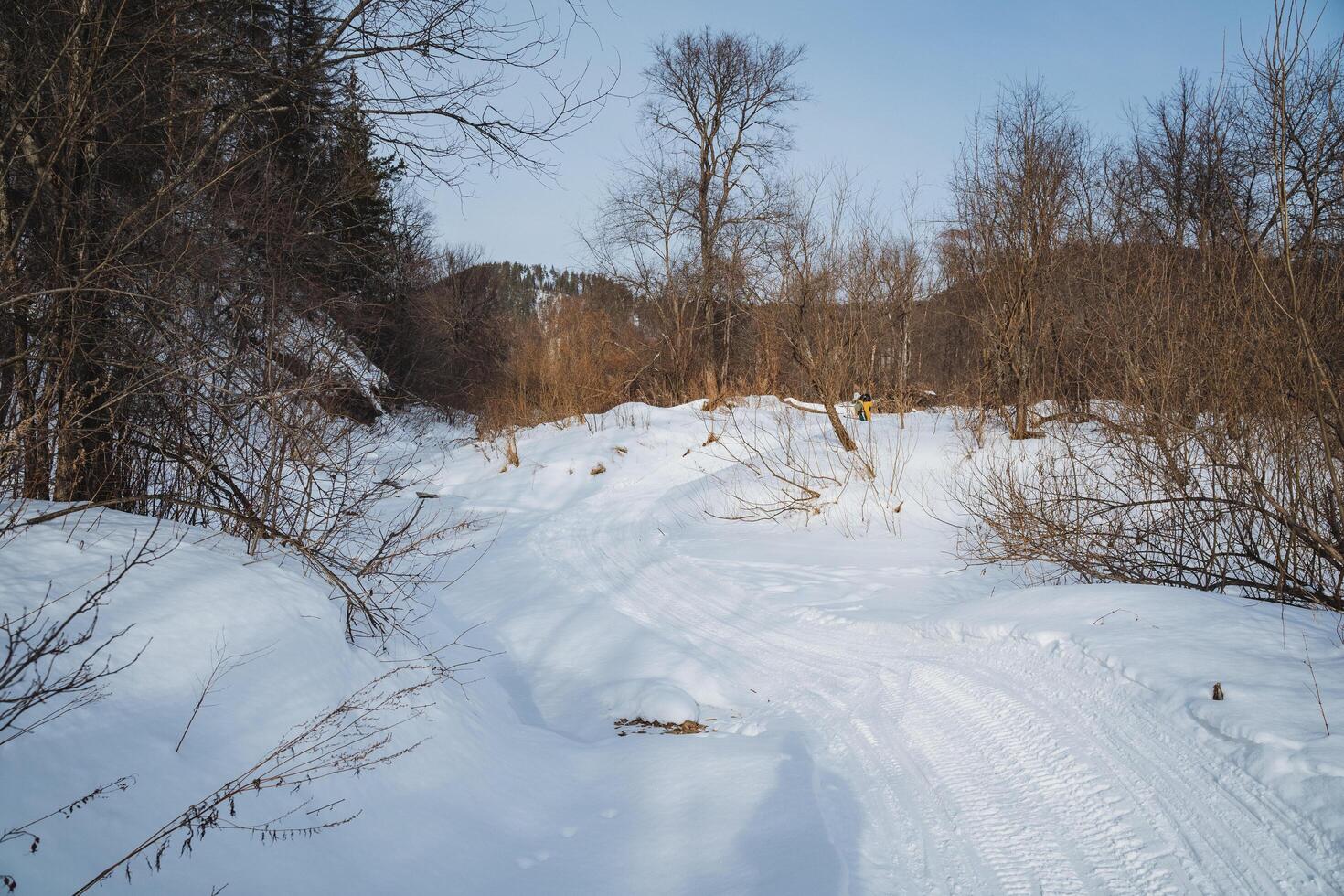 A snowy path gently winds its way through the tranquil woods, where the tall trees majestically create a serene winter landscape that captivates the senses and truly elevates the spirit photo