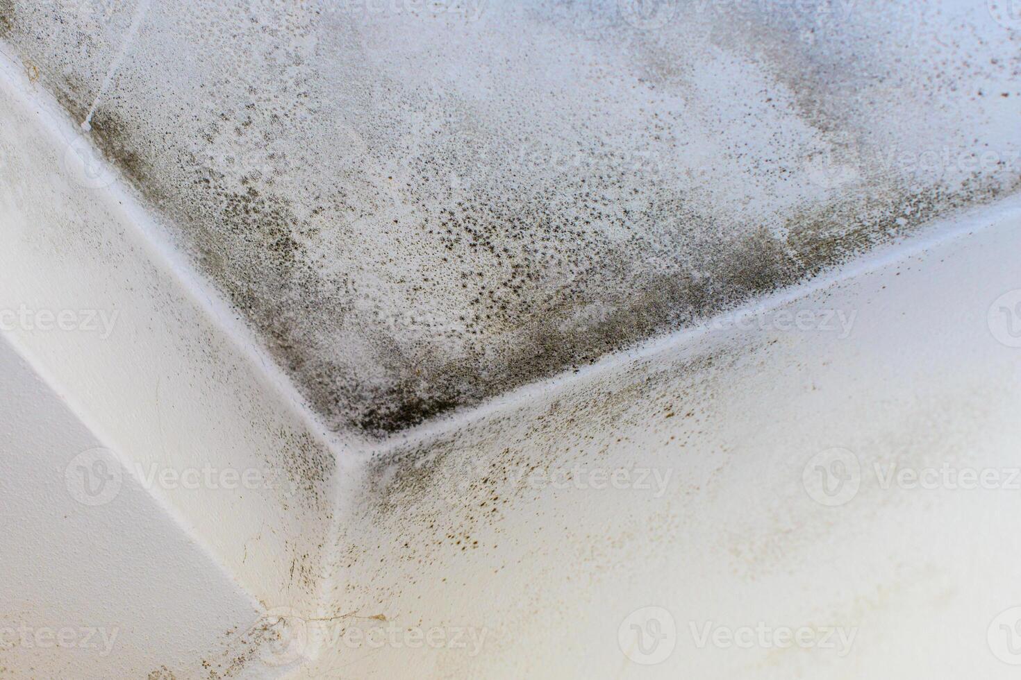 Home wall with mold photo