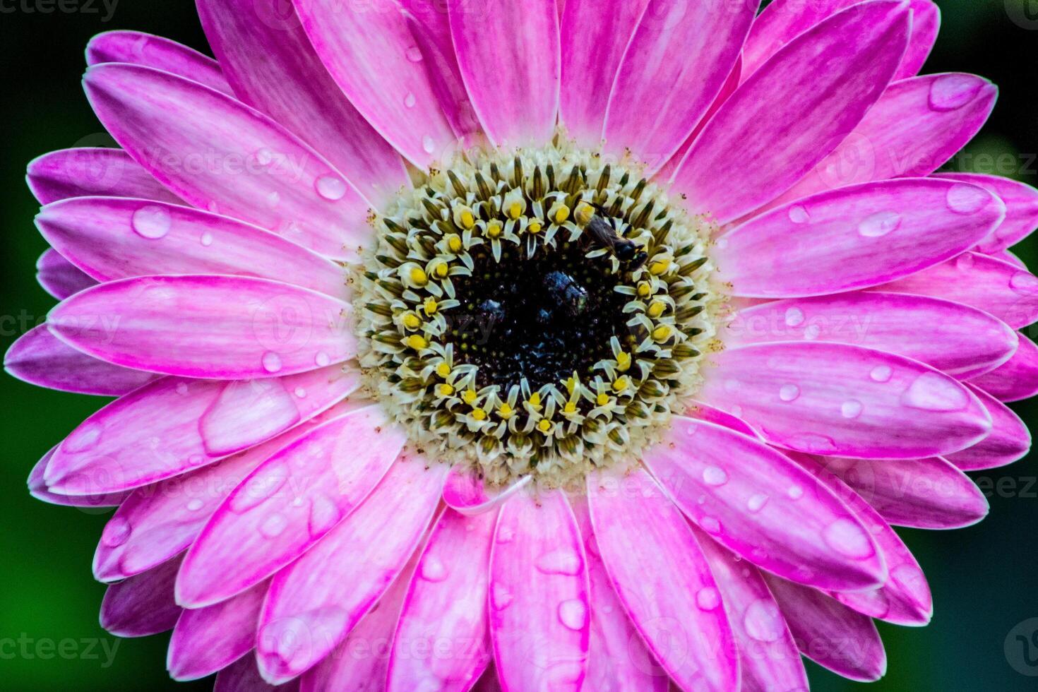 Gerbera daisy Gerbera jamesonii in closeup with water drops photo