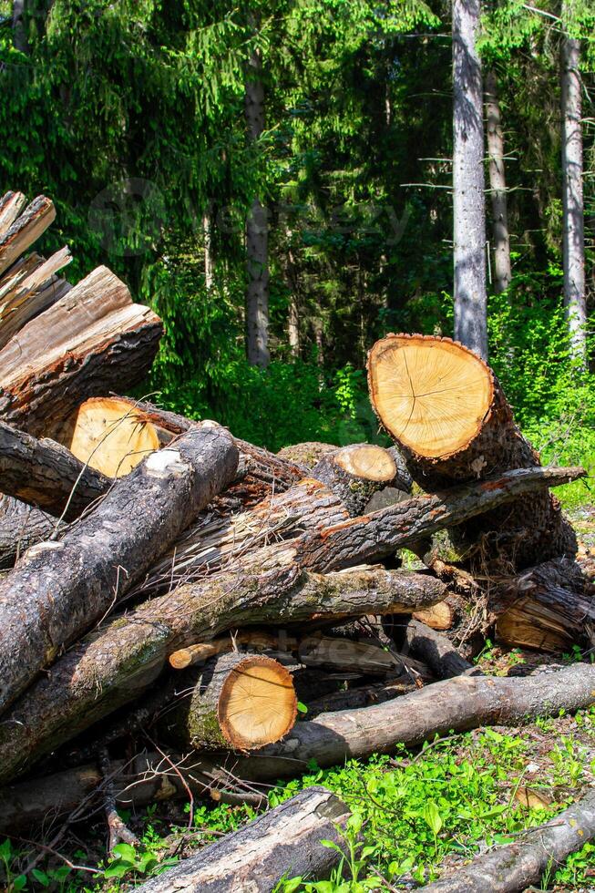 A view of many cut tree trunks stacked on top of each other photo
