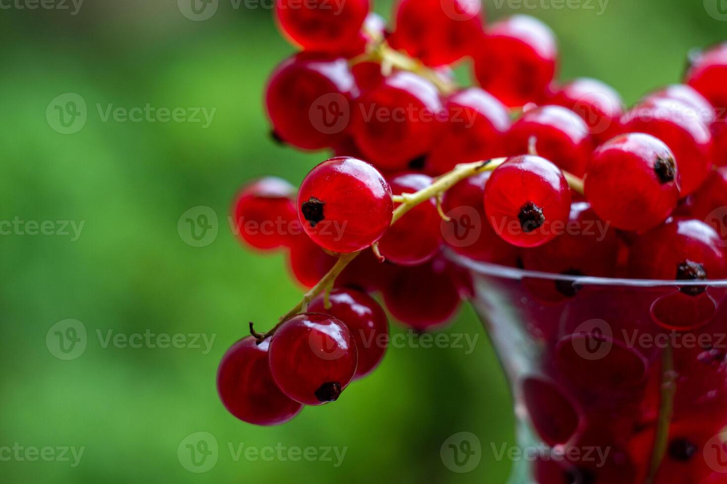 View of the red currant berries in a crystal bowl on a natural background photo