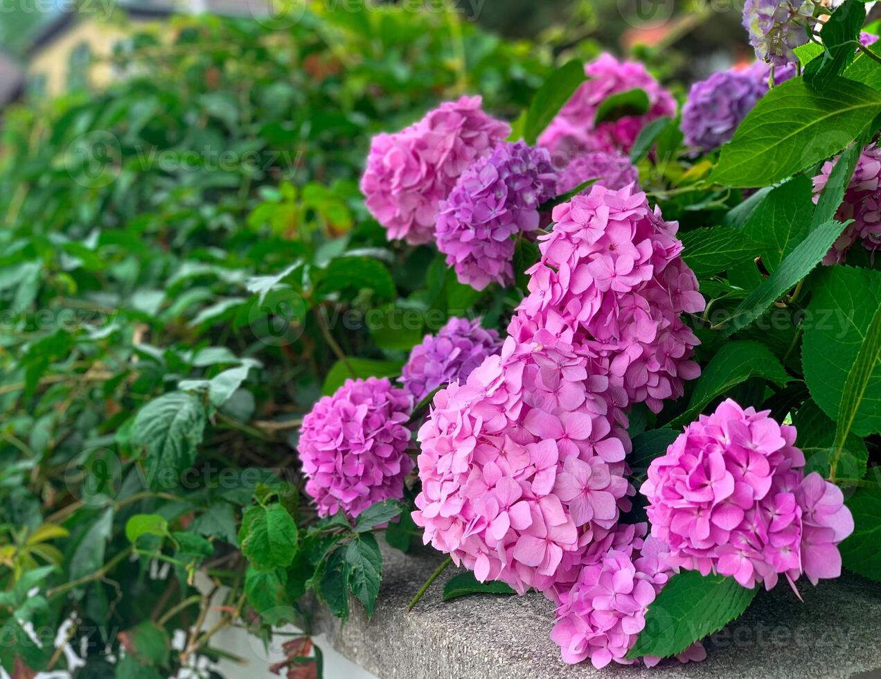 View of blooming hydrangeas in the garden, garden flowers, flower fence photo