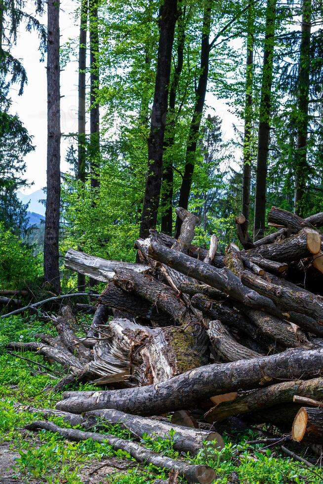 View of many cut tree trunks stacked on top of each other photo