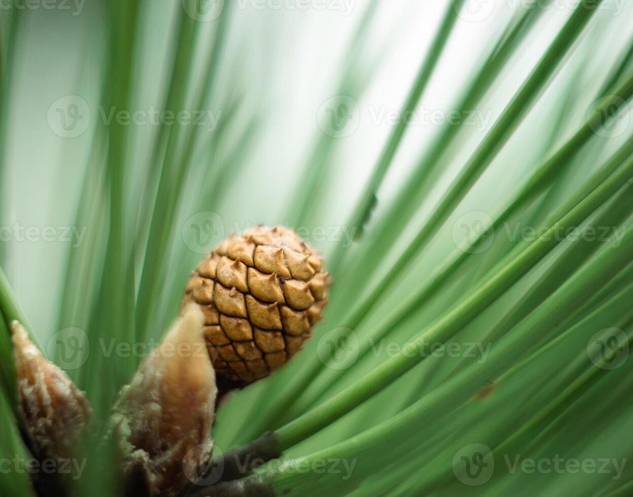 macro shot of a small cone on a pine branch in the forest photo