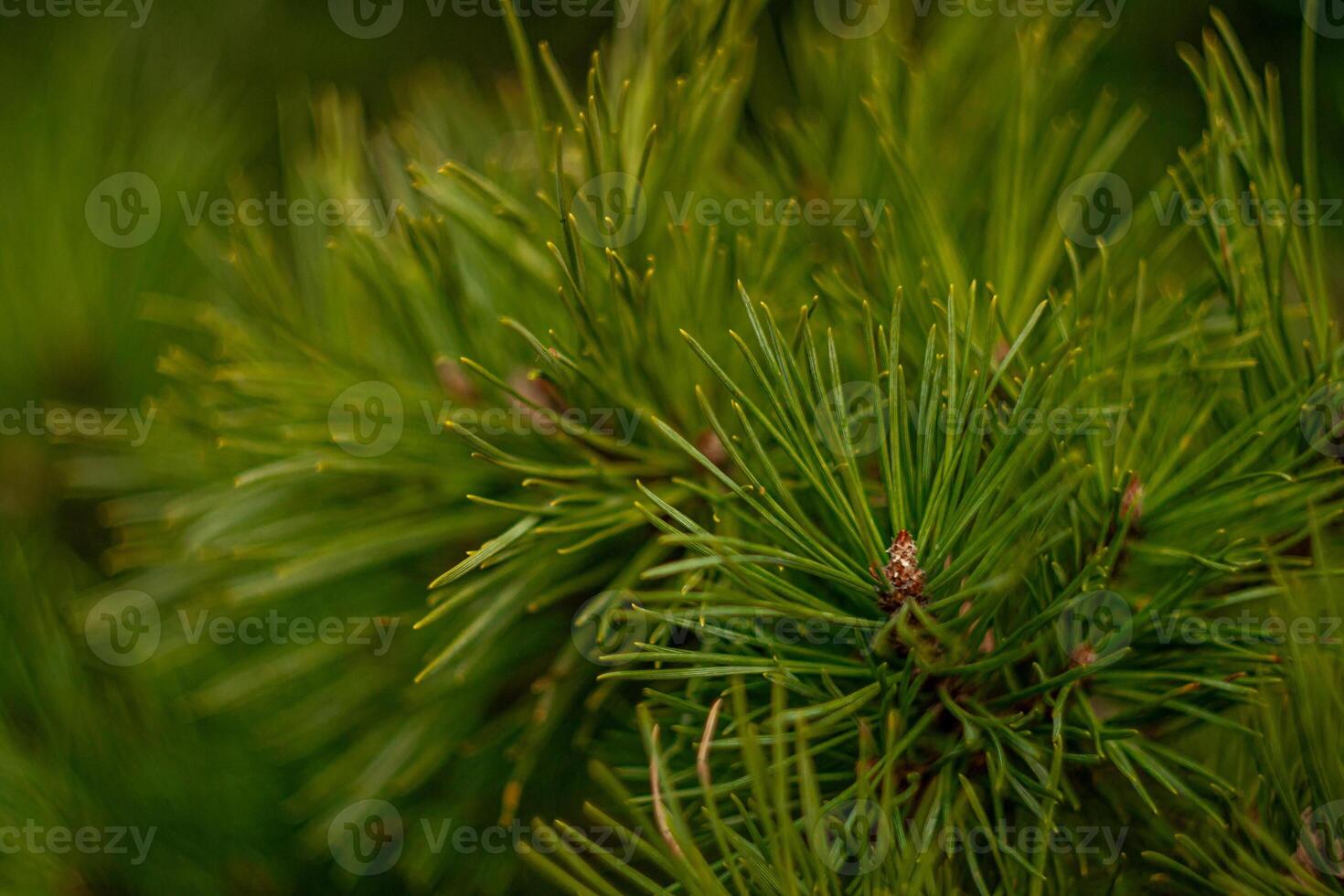 Green needles on pine branches, view of green pine branches photo