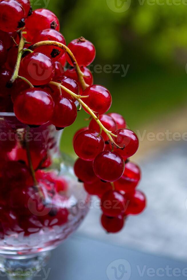 View of a red currant berries in a crystal bowl on a natural background photo