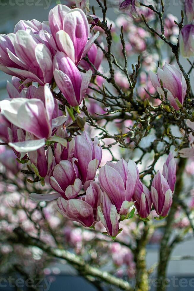 View of pink magnolia buds on tree branches in rays of light in spring. photo