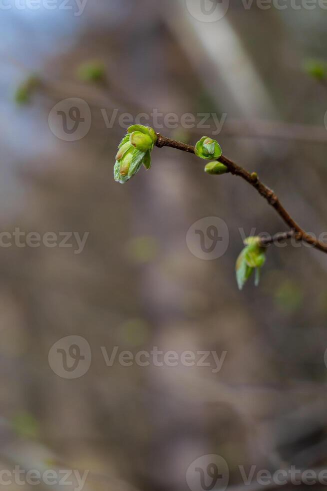 A view of green lilac buds on a branch on a blurred background photo