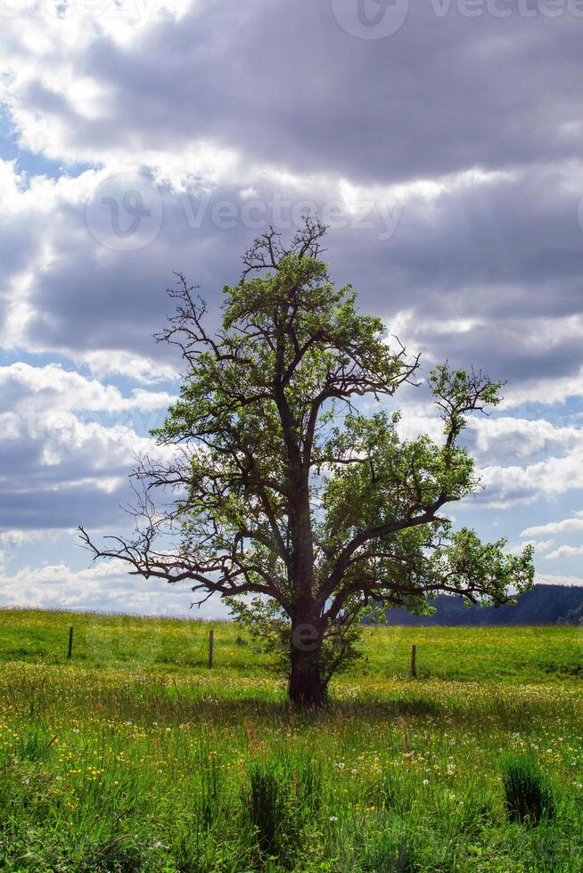 View of a lonely tree in the middle of a flower meadow in the mountains photo