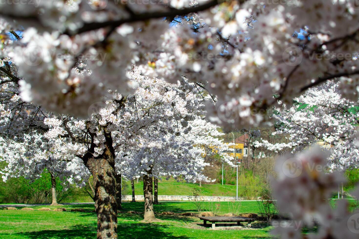 View of the blooming sakura garden. Sakura branches covered with white flowers photo
