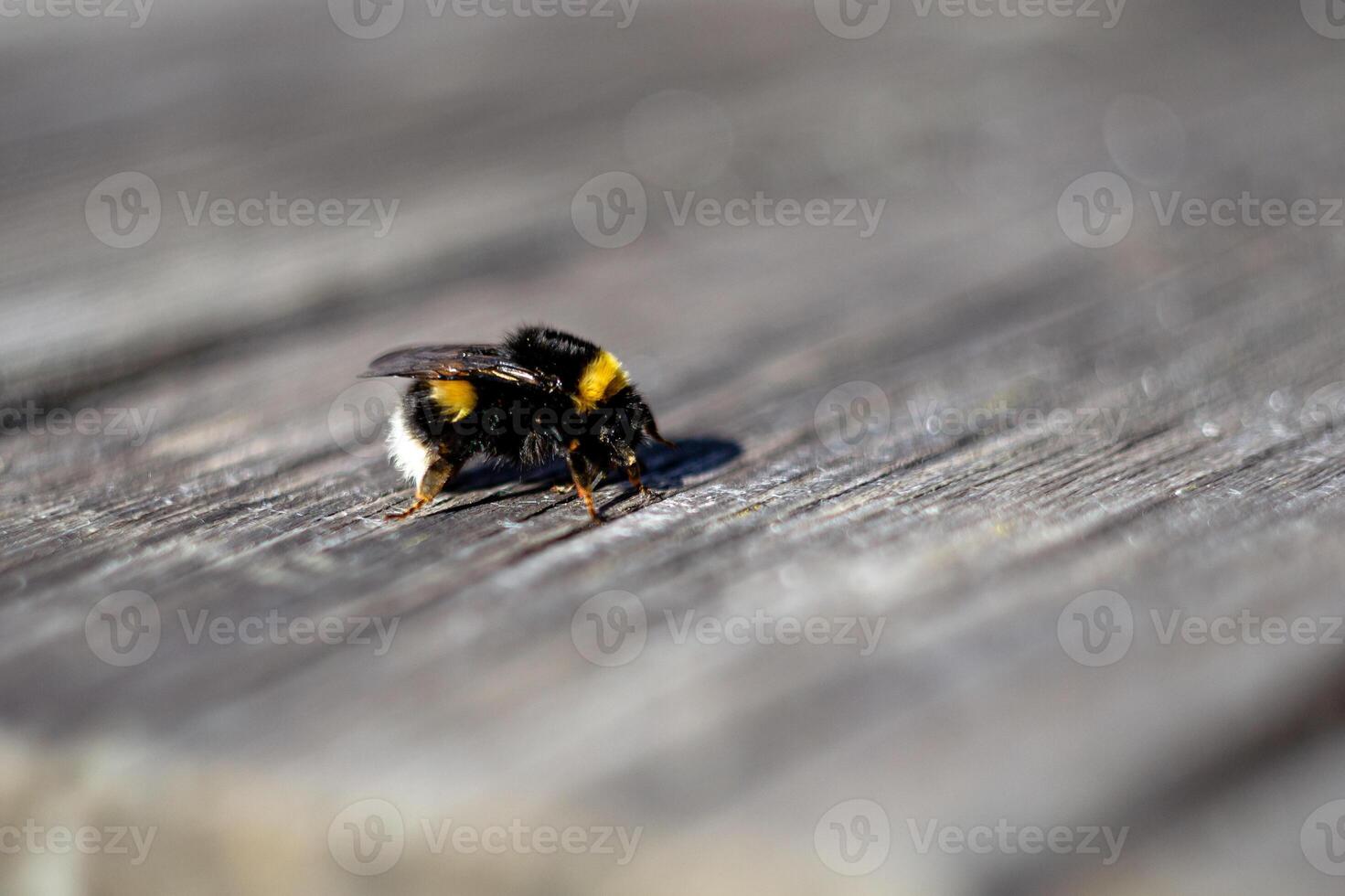 Macro shot of a bumblebee sitting on a wooden board in spring photo