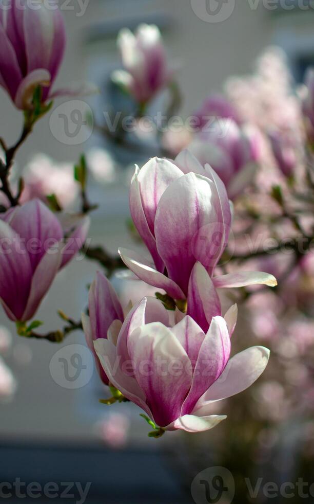 View of pink magnolia buds on a tree branch in rays of light photo