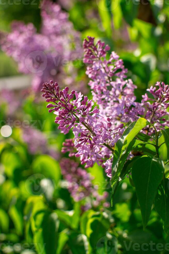 View of bunches of lilac lilacs on a bush branch in sunlight photo
