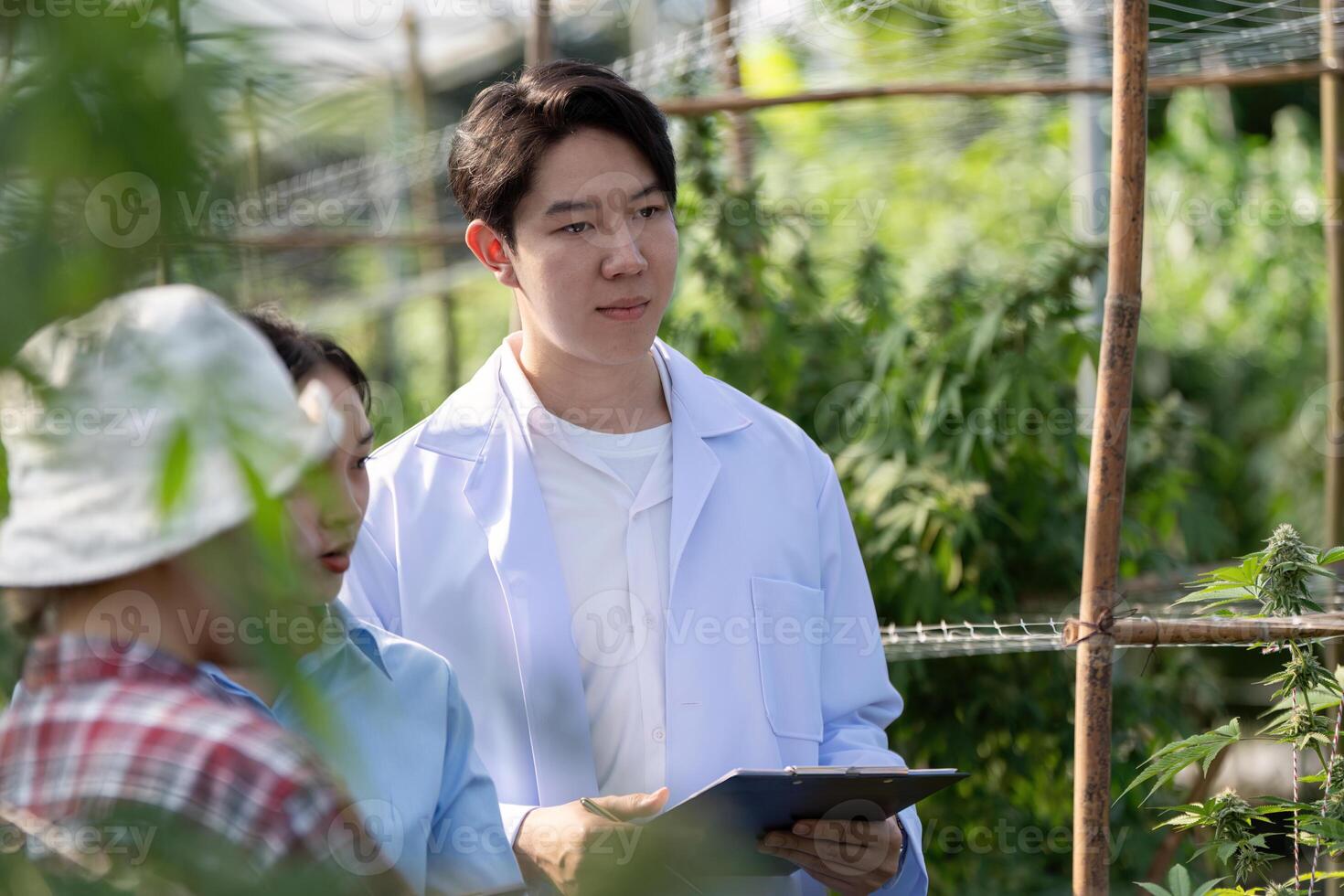 Thoughtful researcher analyzing cannabis growth with colleagues in a greenhouse. photo