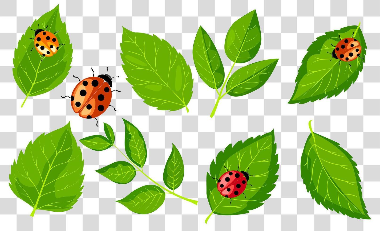 Ladybugs resting on green leaves in a vibrant illustration style vector