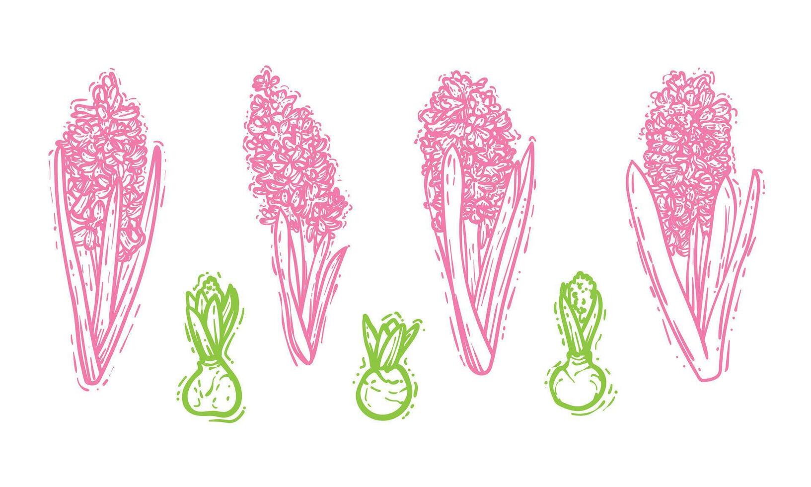 Hand drawn hyacinths with leaves and bulbs. Line art spring flower illustration. Doodle of a flower in pink and green colors. Ready to be used in print and online projects. vector