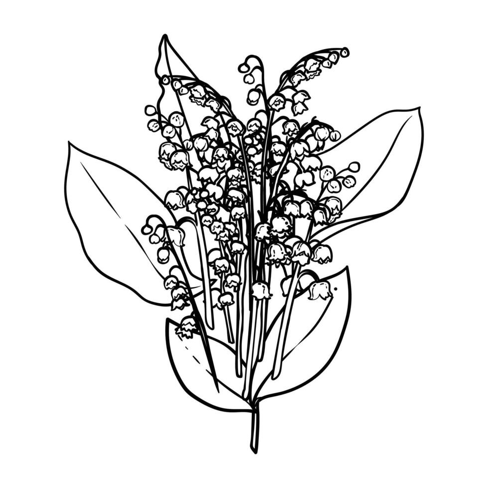 Hand drawn lilies of the valley bouquet with blooms and leaves. Black outline of beautiful winter flowers isolated on a white background. Illustration for online and print projects. vector