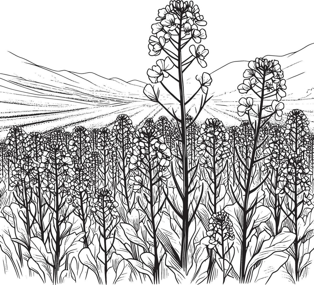 mustard field silhouette line art premium stock photos vector
