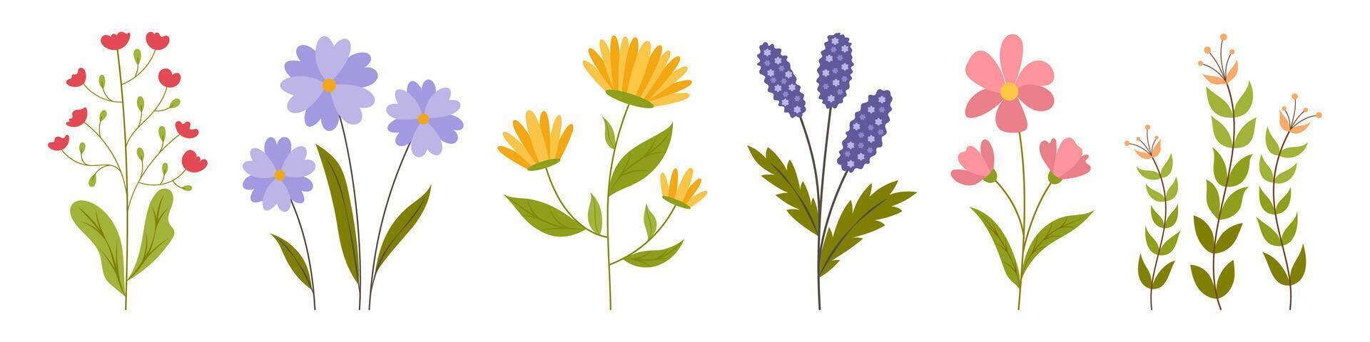 Botanical set of garden flowers vector