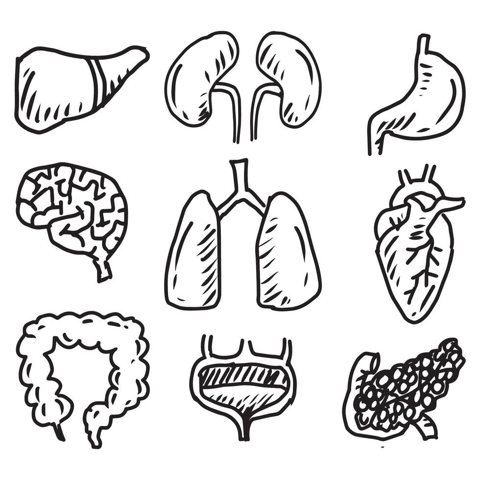 Human internal organs doodle set. vector
