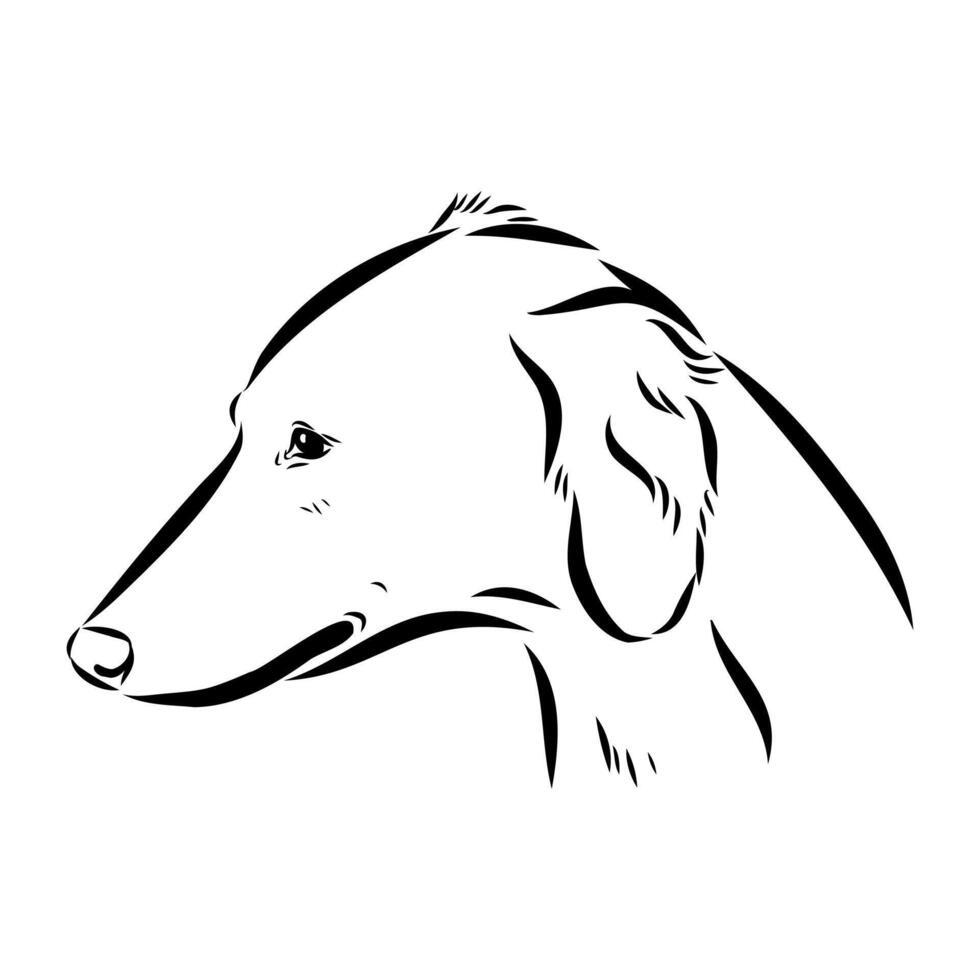 Central Asian greyhound tazy vector