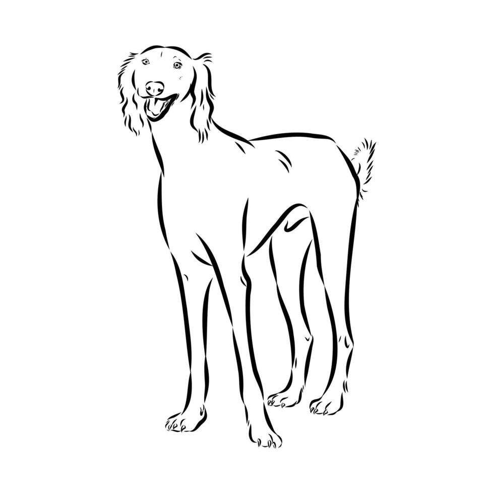 Kazakh greyhound tazy drawing vector