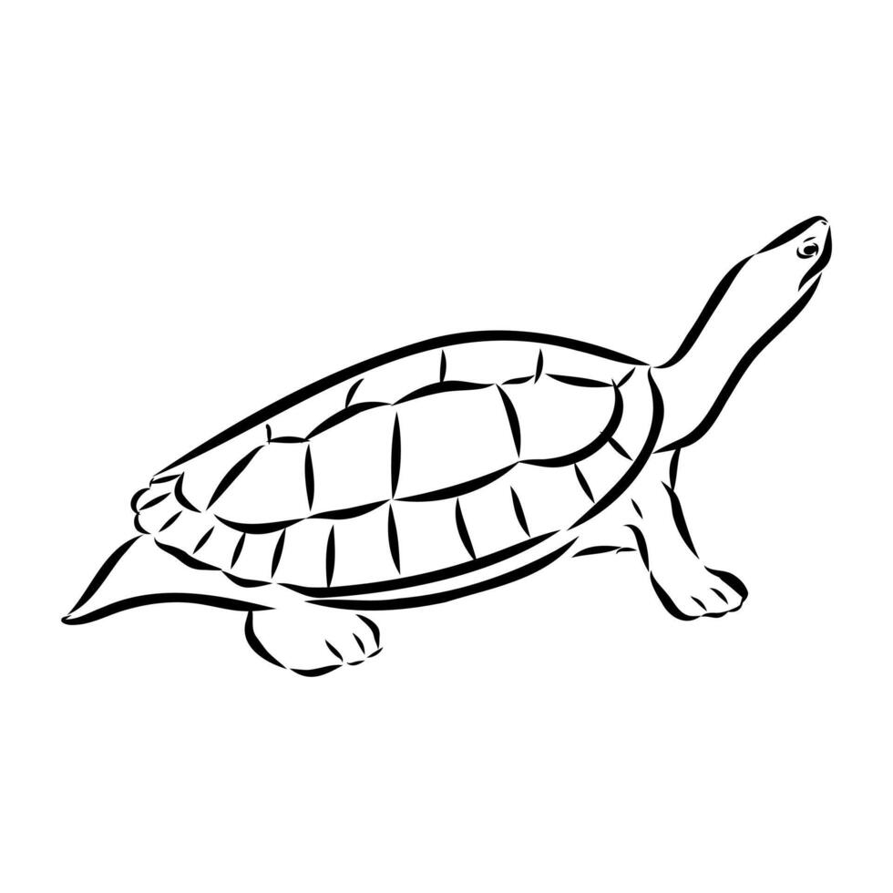animal freshwater turtle drawing vector