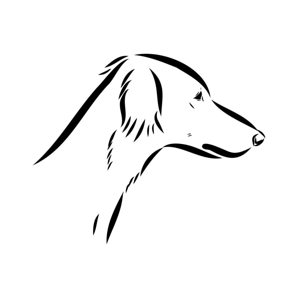 The head of an Asian greyhound is hand-drawn vector