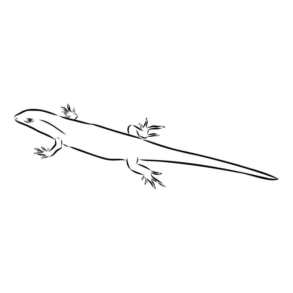 Mabuya lizard hand sketch vector