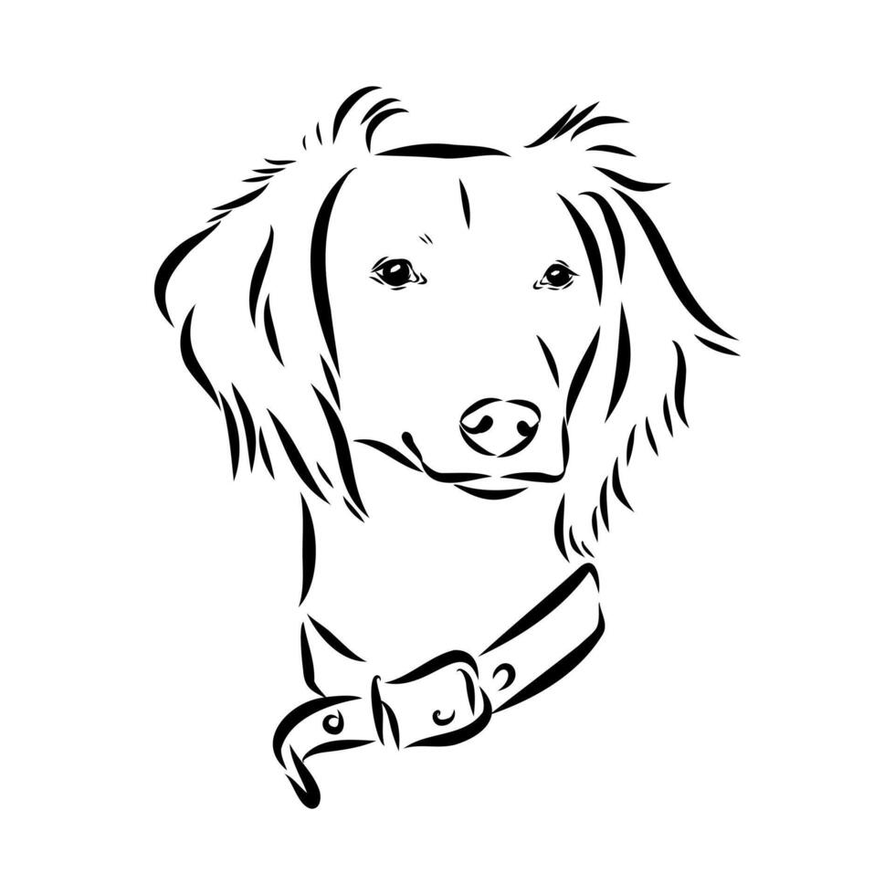 oriental greyhound dog head sketch vector