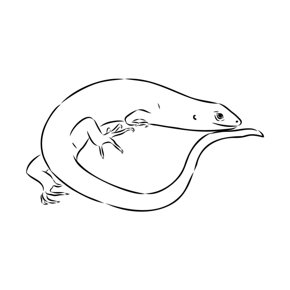 Lizard Mabuya black and white sketch vector