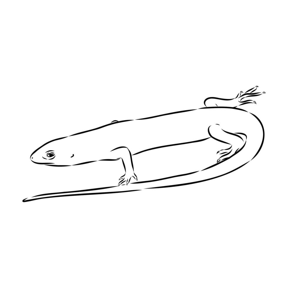 The long-tailed lizard of Mabuya vector