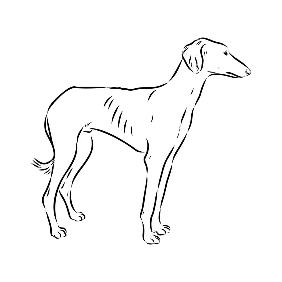 Kazakh greyhound tazy sketch vector